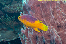 Spanish hogfish